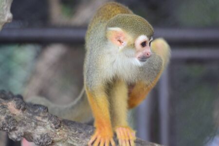 Squirrel Monkey