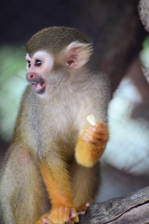 Squirrel monkeyの写真素材