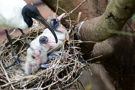 Black Headed lbis  Bird ( Threskiornis melanocephalus )の写真素材