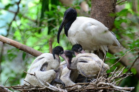 Black Headed lbis  Bird ( Threskiornis melanocephalus )の写真素材