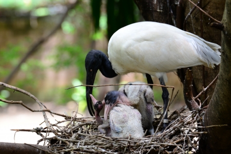 Black Headed lbis  Bird ( Threskiornis melanocephalus )の写真素材