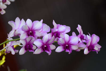Orchid flowers branch in garden.の写真素材
