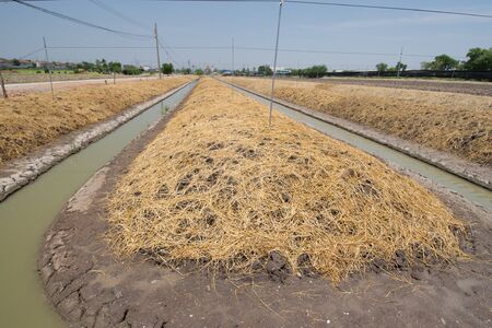 vegetable plot and the area that to prepared  for planting vegetable crops at Nontaburi province,...
