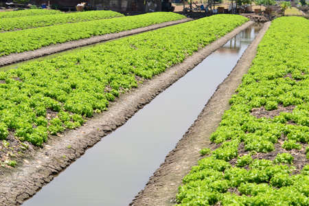 vegetable plot and the area that to prepared  for planting vegetable crops at Nontaburi province, Thailand.の写真素材