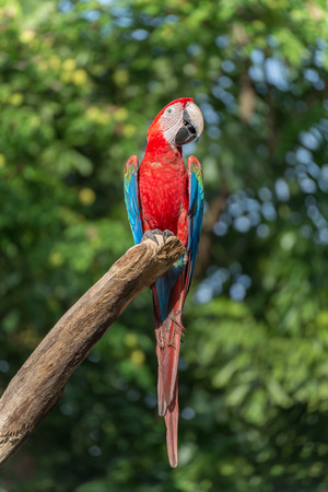 Macaw in Zoo, Thailandの写真素材