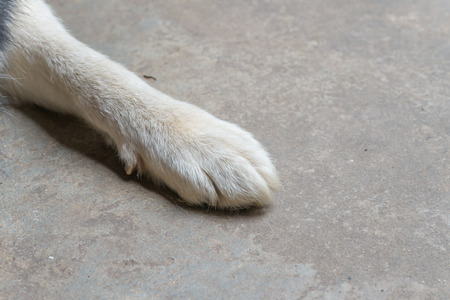 Huskey dog leg on the floor