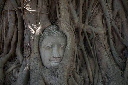 Big Old Stone Buddha head in the Tree in ancient remains , Thailandの写真素材