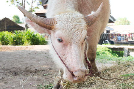 white buffalo head close up in Thailandの写真素材