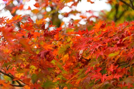 Red leaf maple tree in autumn season