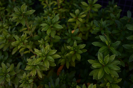 green leaf treeの写真素材