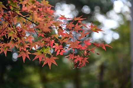 red leaf in autumn season japanの写真素材