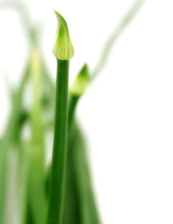 Onion Leafの写真素材