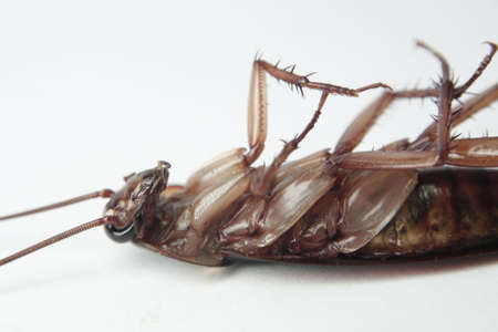 cockroach