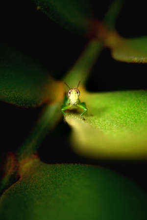 Grasshopperの写真素材