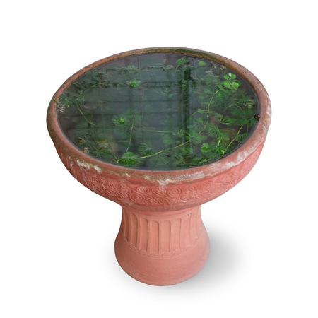 lotus water plant in the pot isolated on white background. Clipping path included.の写真素材