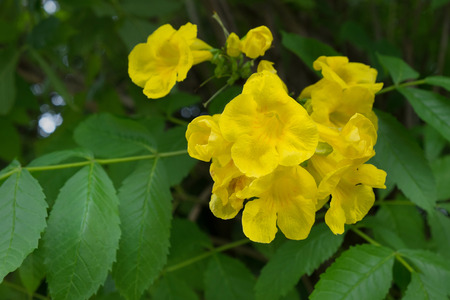 Yellow trumpetbush, Yellow elder, Trumpetbush, Trumpetflower, Yellow trumpet-flowerの写真素材