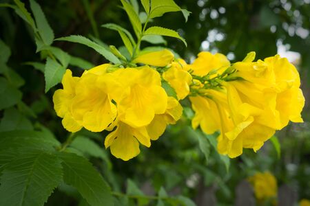 Yellow trumpetbush, Yellow elder, Trumpetbush, Trumpetflower, Yellow trumpet-flowerの写真素材