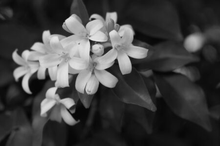 Jessamine flowers monochrome close-up photo with shallow depth of field