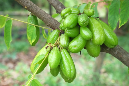 Bilimbi fruits on Tree in gadenの写真素材