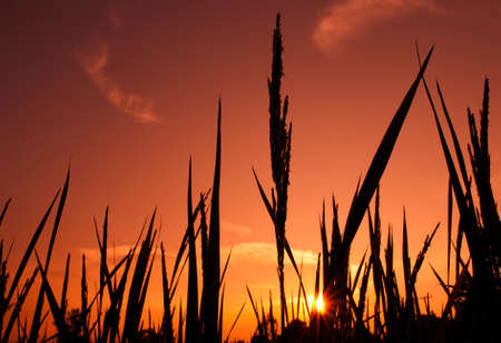 Rice field in the eveningの写真素材