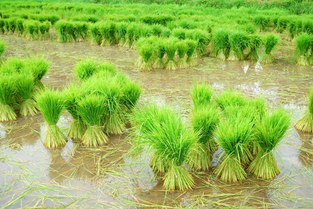 Thailand Rice fieldの写真素材