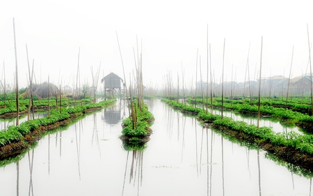 Tomato field in Inle lake ,Myanmar の写真素材