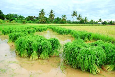 Thailand Rice fieldの写真素材