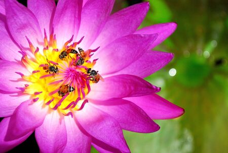 Pink Water lily closeup の写真素材