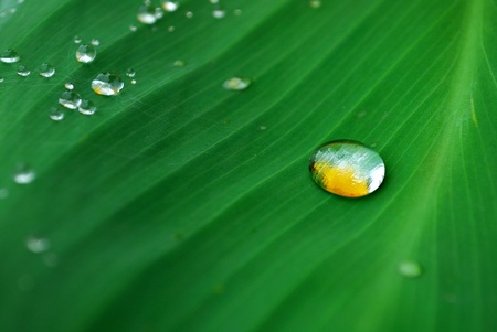 water drop on the fresh leaf の写真素材