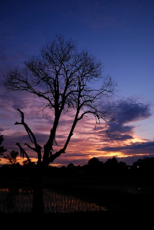 Landscape at sunset with shilouette of treesの写真素材