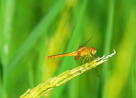 Dragonflyの写真素材