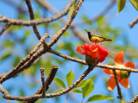 Olive-backed Sunbirdの写真素材