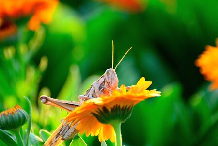 grasshopper on beautiful flower の写真素材