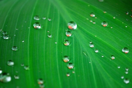 water drop on the fresh leaf の写真素材