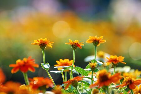 Zinnia flower の写真素材