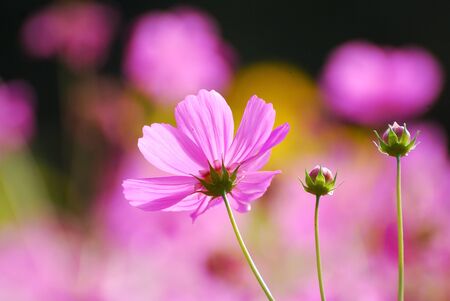 cosmos flower の写真素材