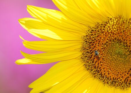 Sunflower  with pink backgroundの写真素材