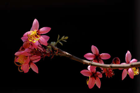 Beautiful summer flowers with black background