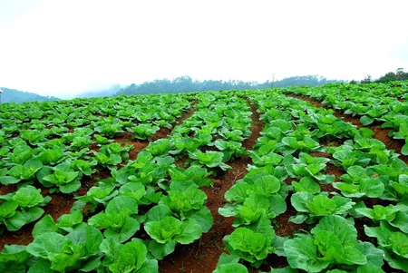 Chinese cabbage field の写真素材