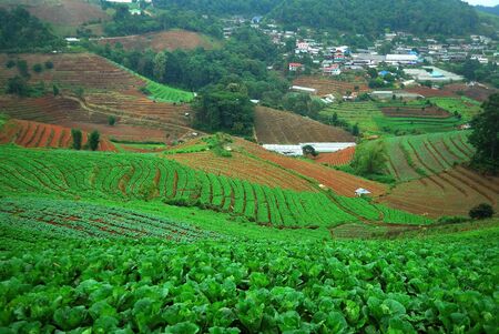 cabbage field in Thailandの写真素材