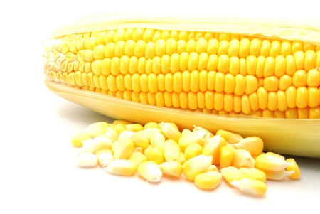 Yellow cornの写真素材