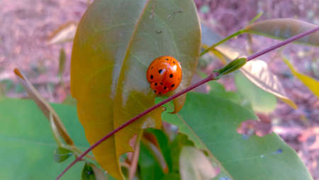Ladybug on leafの素材