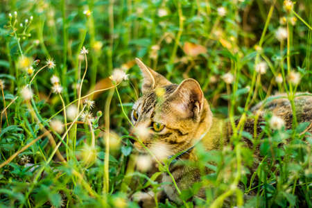 Cat in the grassの写真素材