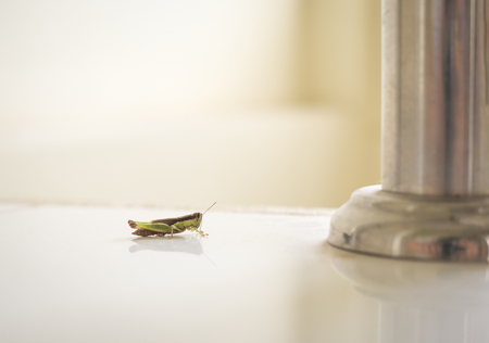 Grasshopper inside the house. Comparison between small insect and metal pillarの写真素材