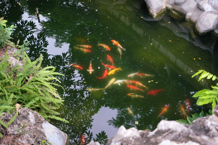 Colorful fancy carp fish in the formal gardenの写真素材