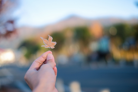 Hand picking frozen maple leaf in autumn seasonの写真素材