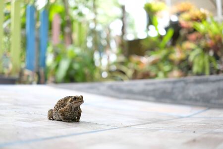 Common toad enter the house on front yardの写真素材