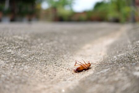Close up dead body of cockroach on concrete street side with turning face upの写真素材