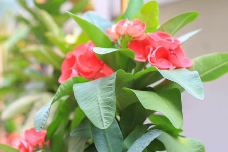 flower in my gardenの写真素材