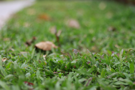focus on the leaf in the gardenの写真素材
